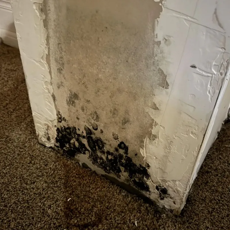 Professional Mold Removal in Front Royal, VA